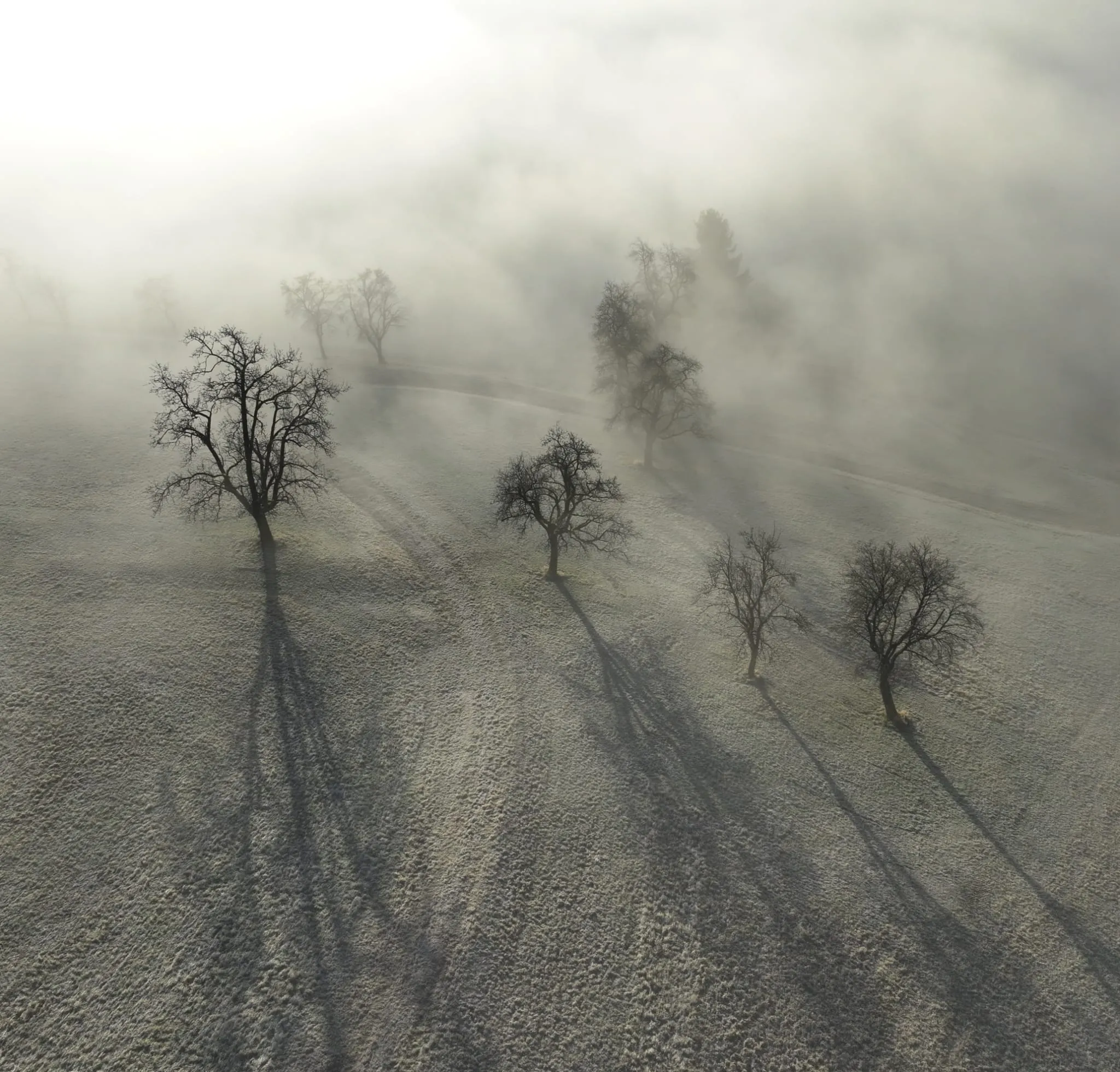 Luftaufnahme eines nebelverhangenen Feldes mit kahlen Bäumen, die lange Schatten werfen