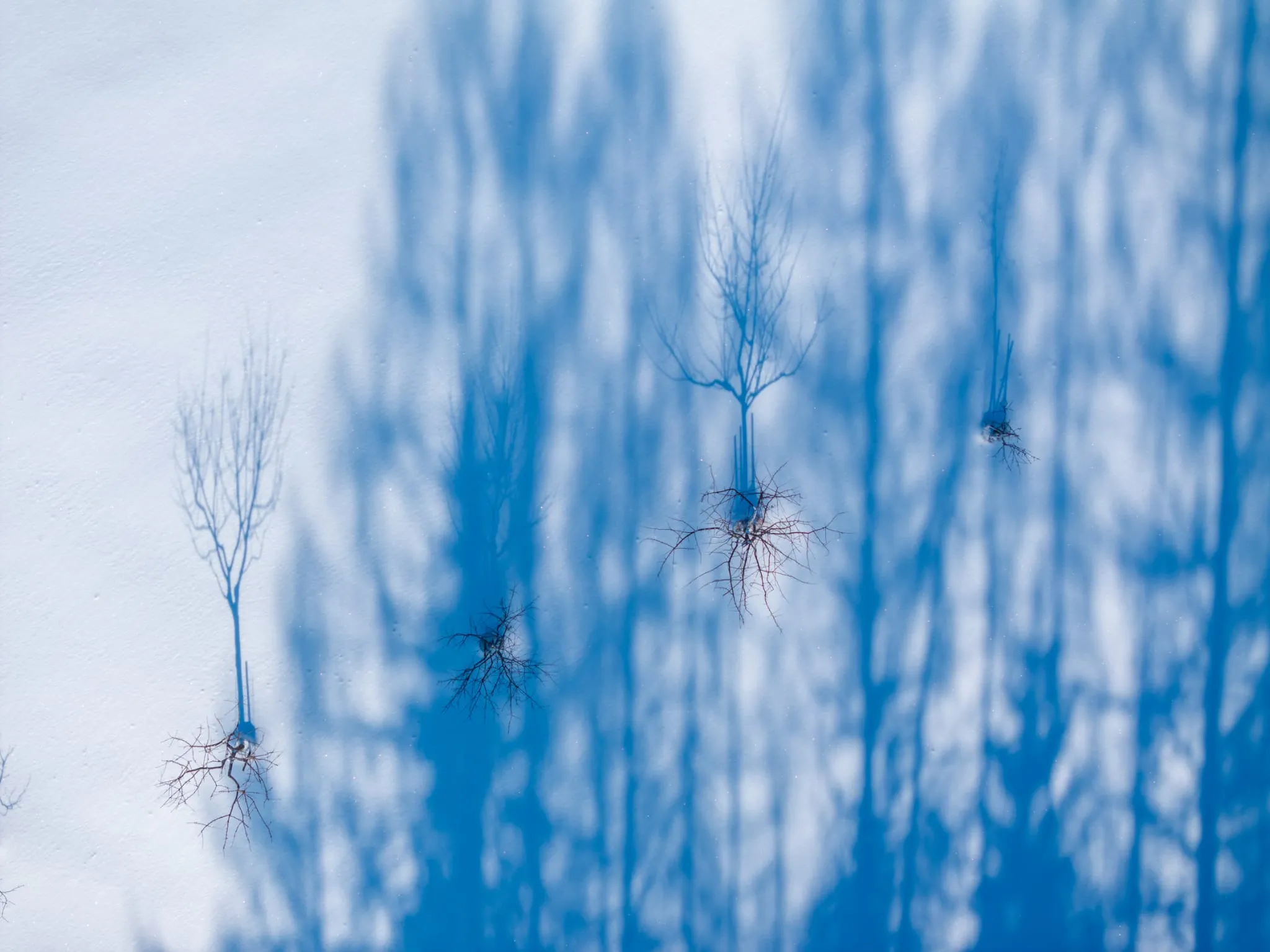 Senkrechte Luftaufnahme einer Schneefläche, auf der kahle Bäume lange blaue Schatten werfen