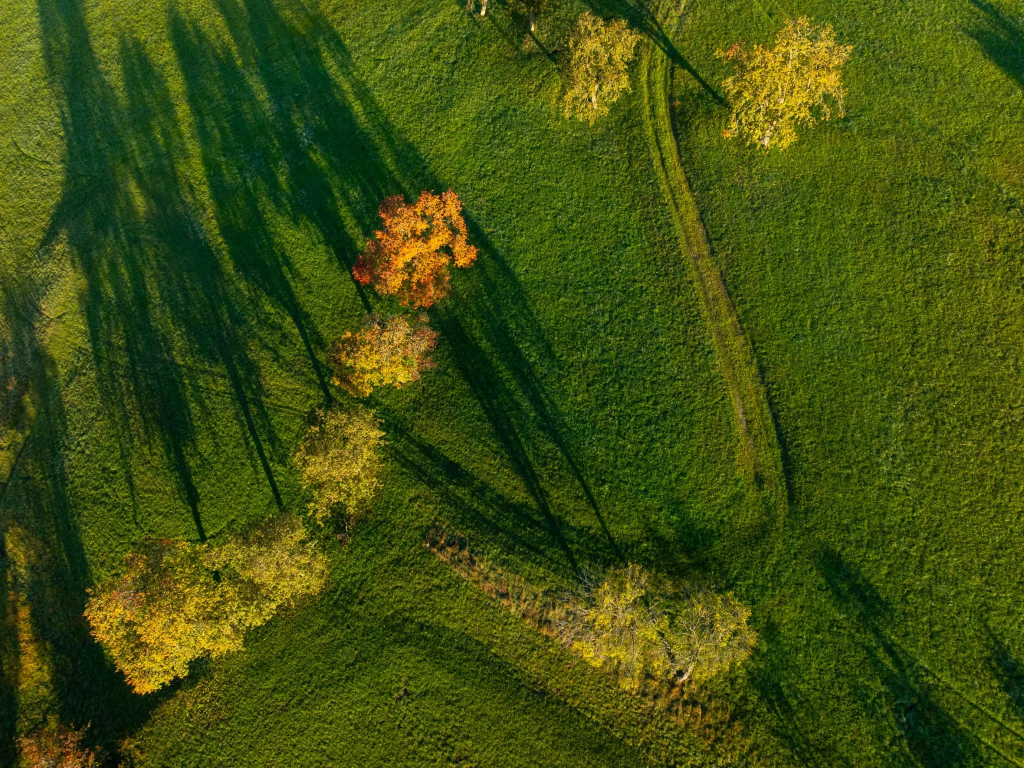 Luftaufnahme einer grünen Wiese mit einzelnen herbstlich gefärbten Bäumen und langen Schatten